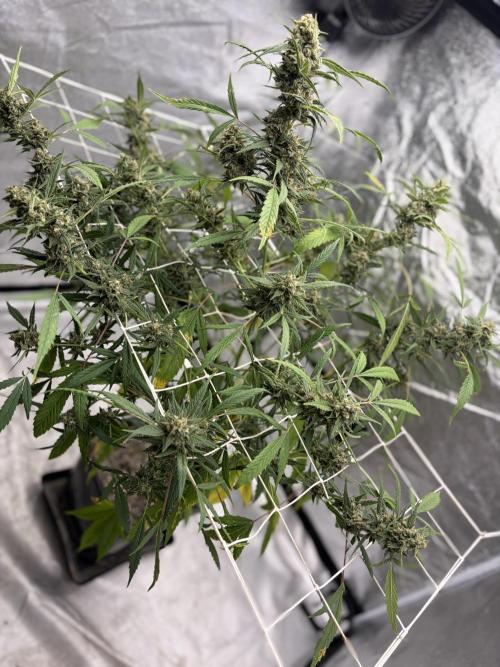 Auto-Clone Experiment: Myth Busted!. Week 5