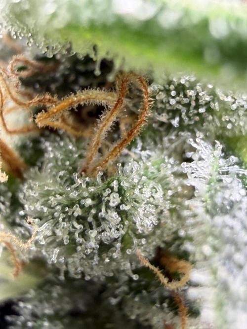 Auto-Clone Experiment: Myth Busted!. Week 5