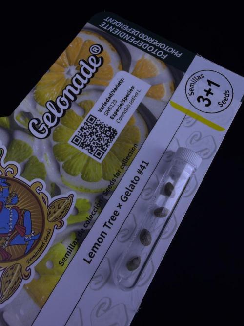 3 Strain Test Grow: SweetSeeds Selection. Week 0