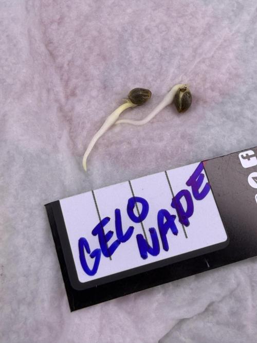 Sweet Seeds Test:New Strains⁠. Week 0 - 30hodin