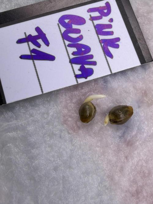 Sweet Seeds Test:New Strains⁠. Week 0 - 30hodin