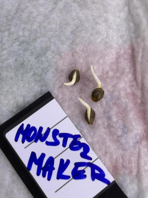 Sweet Seeds Test:New Strains⁠. Week 0 - 30hodin
