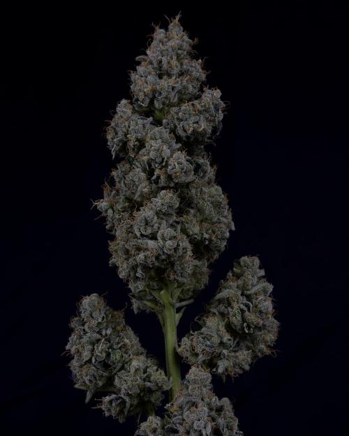 Auto Mazar DP Outdoor to Indoor. Week 11