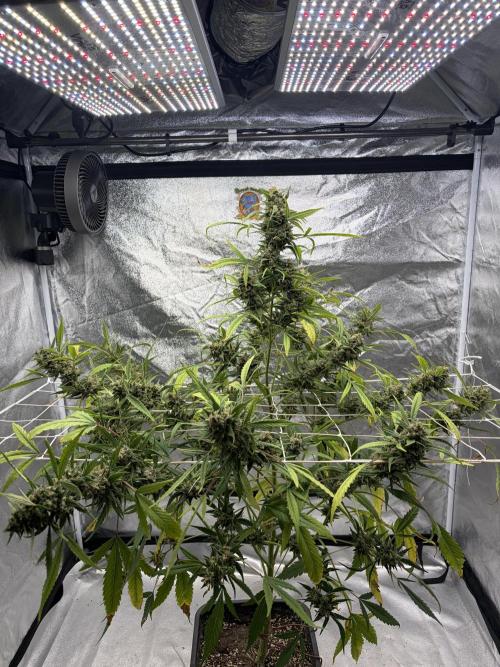 Auto-Clone Experiment: Myth Busted!. Week 6