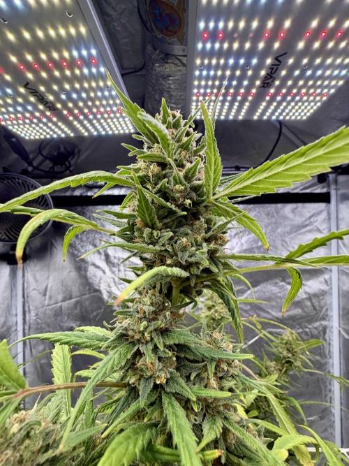 Auto-Clone Experiment: Myth Busted!. Week 6