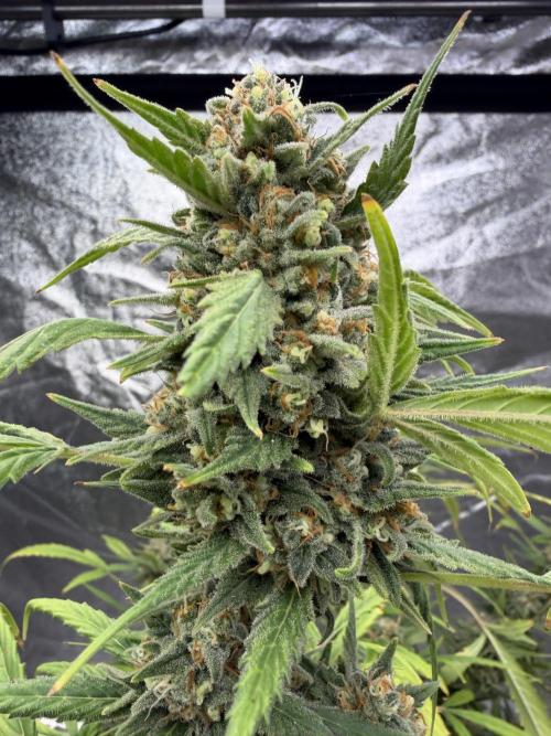 Auto-Clone Experiment: Myth Busted!. Week 6
