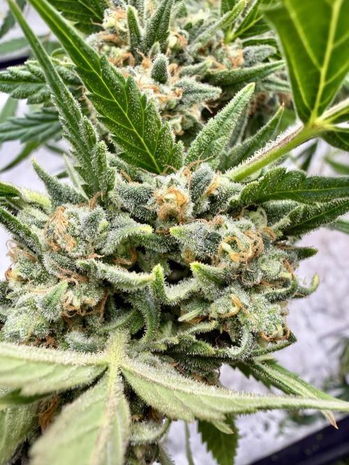 Auto-Clone Experiment: Myth Busted!. Week 6
