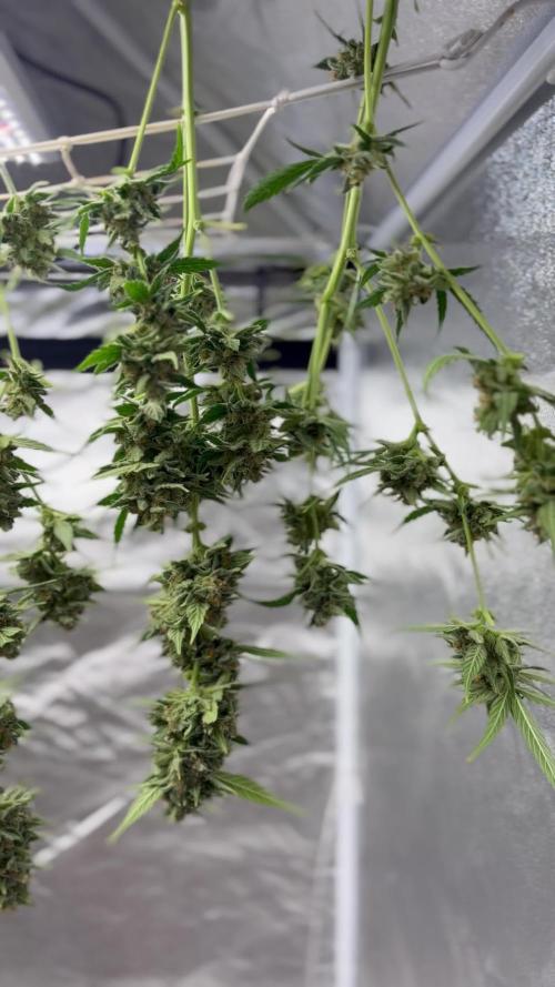 Auto-Clone Experiment: Myth Busted!