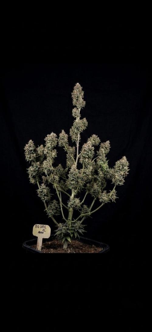 Big Devil XL Auto. Week 10