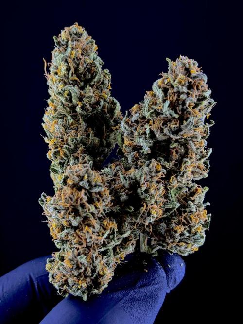 Auto-Clone Experiment: Myth Busted!. Week 6