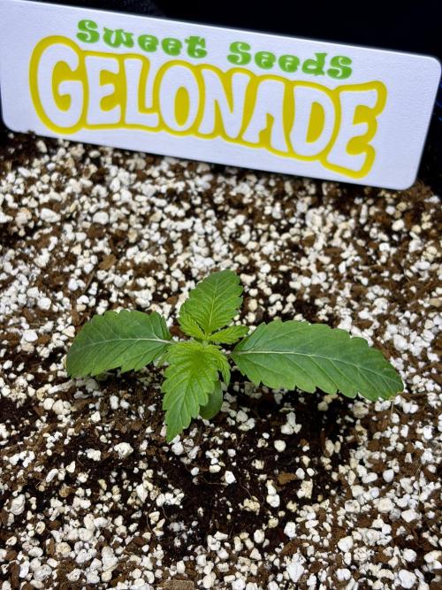 Bio-Hydro | AI+Grow | New Strains⁠ |. Week 1