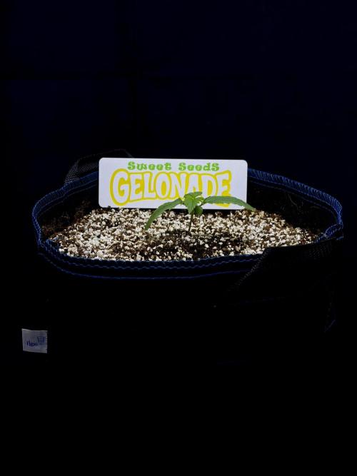 Bio-Hydro | AI+Grow | New Strains⁠ |. Week 1