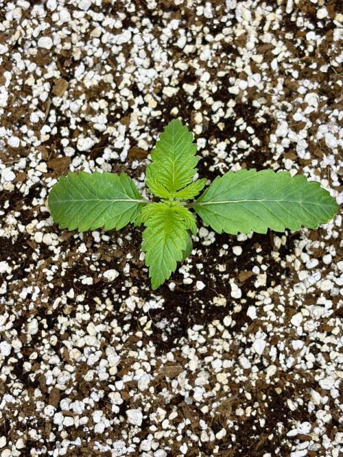 Bio-Hydro | AI+Grow | New Strains⁠ |. Week 1