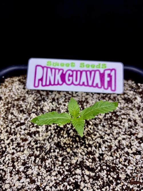 Bio-Hydro | AI+Grow | New Strains⁠ |. Week 1