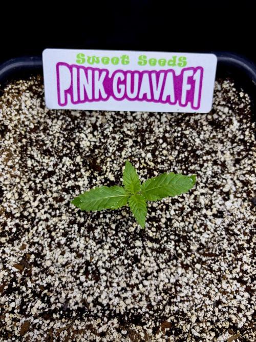 Bio-Hydro | AI+Grow | New Strains⁠ |. Week 1