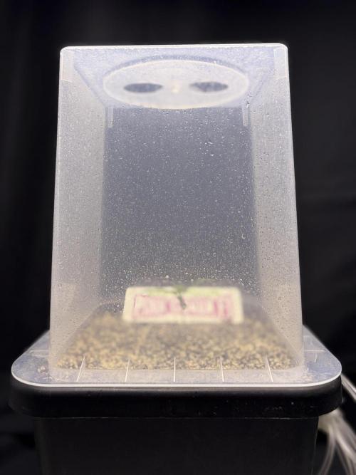 Bio-Hydro | AI+Grow | New Strains⁠ |. Week 1