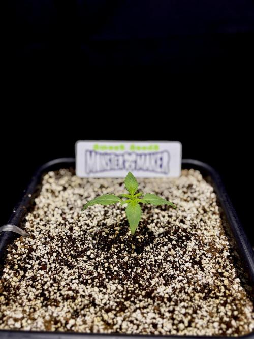 Bio-Hydro | AI+Grow | New Strains⁠ |. Week 1