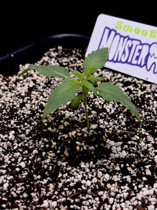 Bio-Hydro | AI+Grow | New Strains⁠ |. Week 1