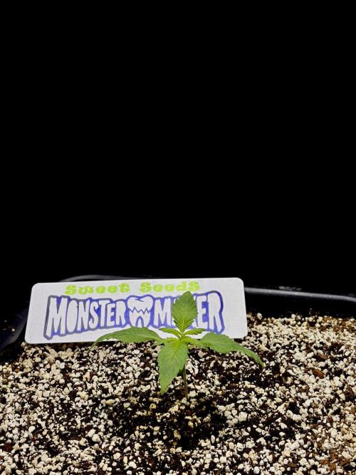 Bio-Hydro | AI+Grow | New Strains⁠ |. Week 1