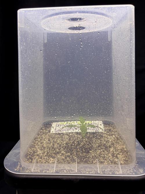 Bio-Hydro | AI+Grow | New Strains⁠ |. Week 1