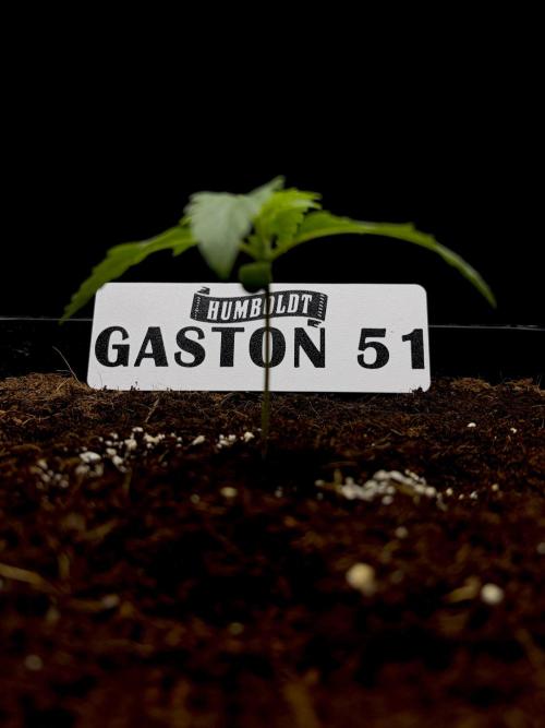 Gaston 51 #38/300 | Limited Edition. Week 1