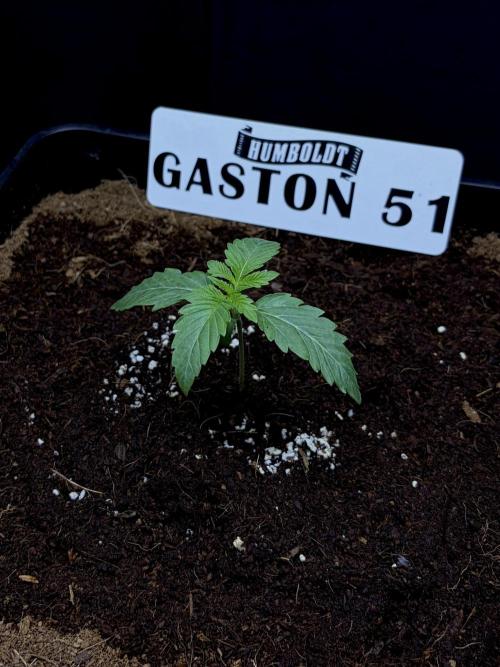 Gaston 51 #38/300 | Limited Edition. Week 1