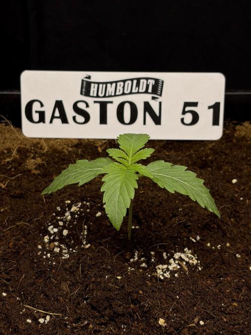 Gaston 51 #38/300 | Limited Edition. Week 1