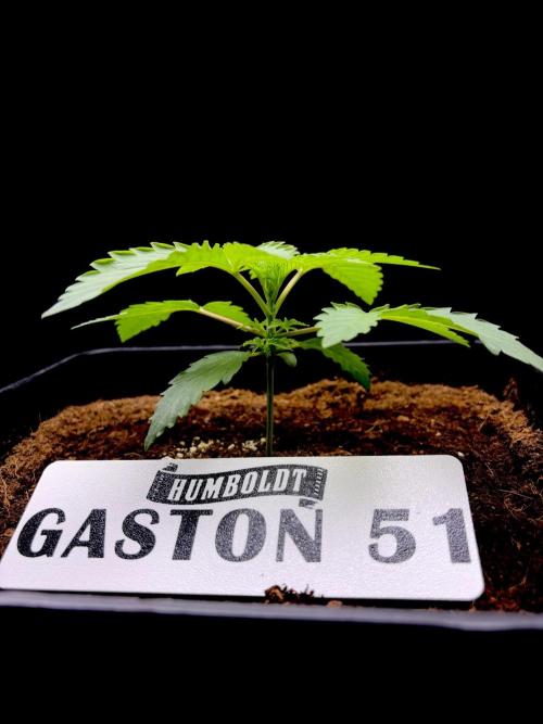 Gaston 51 #38/300 | Limited Edition. Week 2