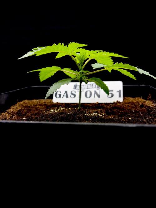 Gaston 51 #38/300 | Limited Edition. Week 2