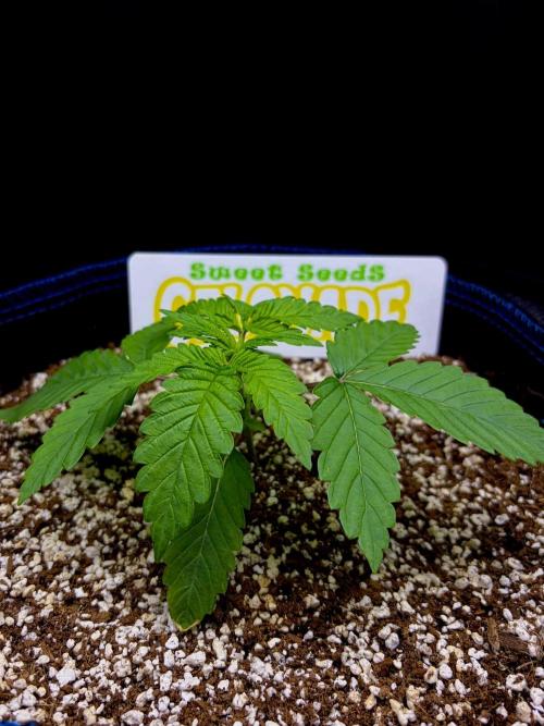 Bio-Hydro | AI+Grow | New Strains⁠ |. Week 2