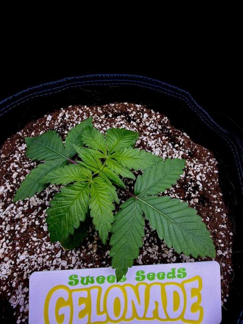 Bio-Hydro | AI+Grow | New Strains⁠ |. Week 2