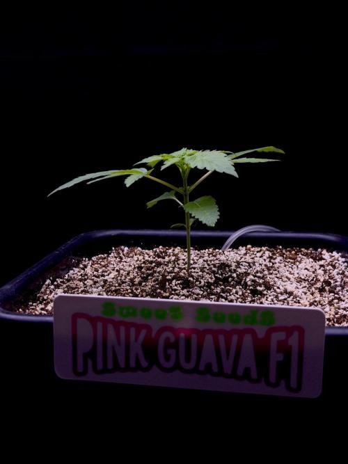 Bio-Hydro | AI+Grow | New Strains⁠ |. Week 2