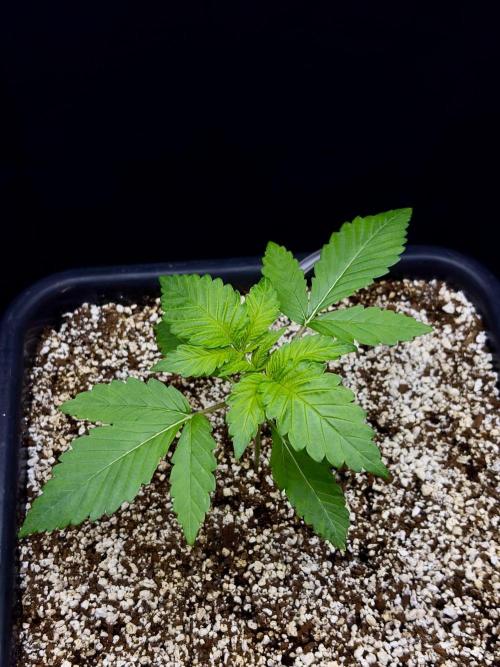 Bio-Hydro | AI+Grow | New Strains⁠ |. Week 2