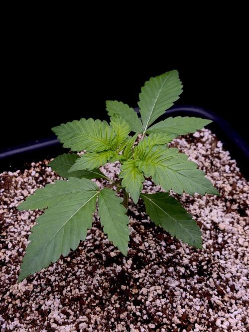 Bio-Hydro | AI+Grow | New Strains⁠ |. Week 2