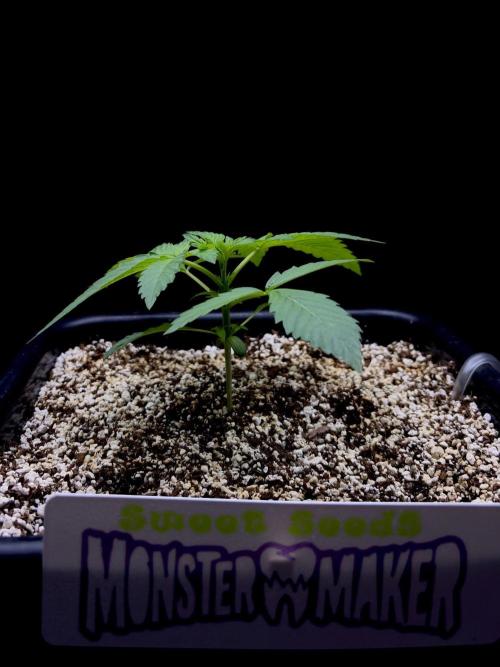 Bio-Hydro | AI+Grow | New Strains⁠ |. Week 2