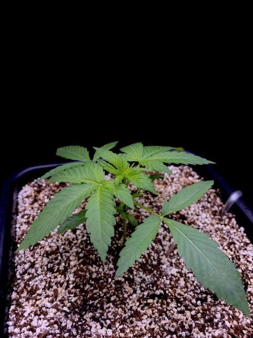 Bio-Hydro | AI+Grow | New Strains⁠ |. Week 2