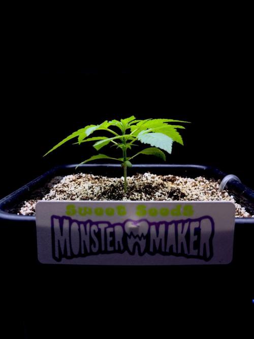Bio-Hydro | AI+Grow | New Strains⁠ |. Week 2