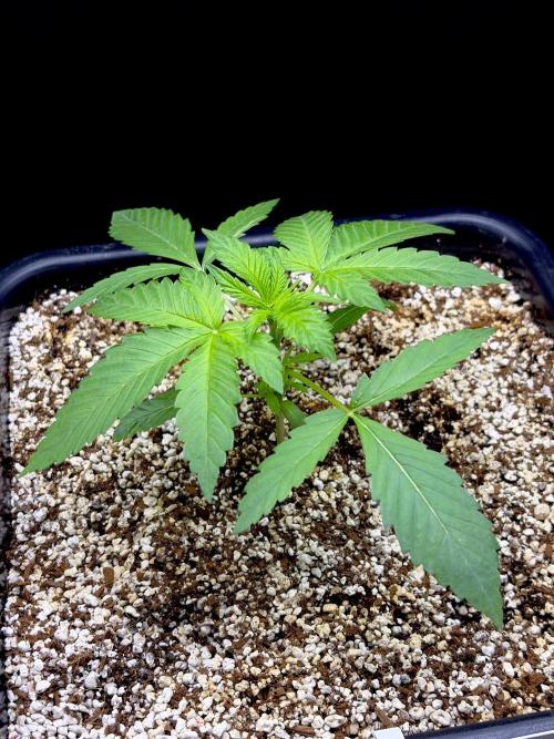 Bio-Hydro | AI+Grow | New Strains⁠ |. Week 2