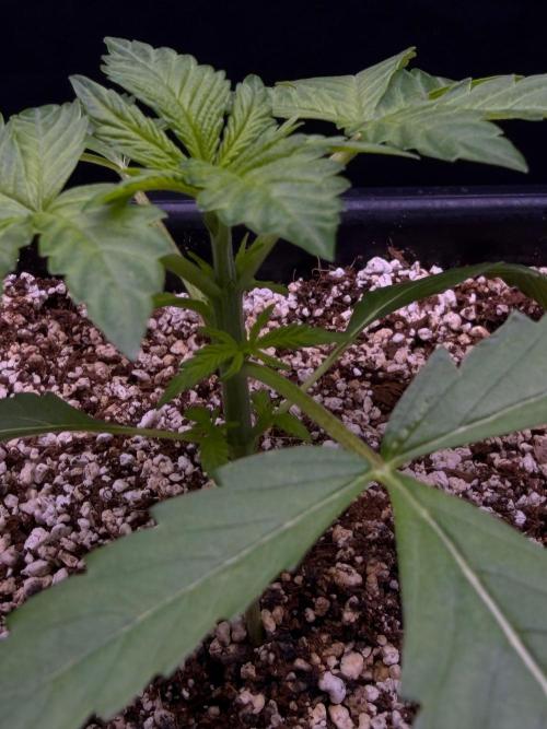 Bio-Hydro | AI+Grow | New Strains⁠ |. Week 2