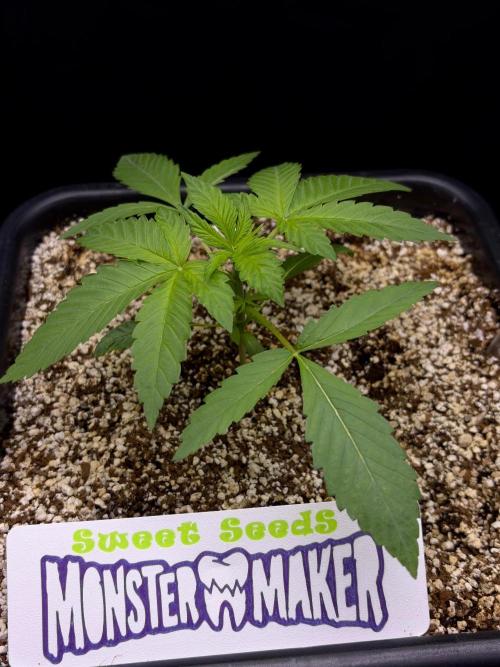 Bio-Hydro | AI+Grow | New Strains⁠ |. Week 2