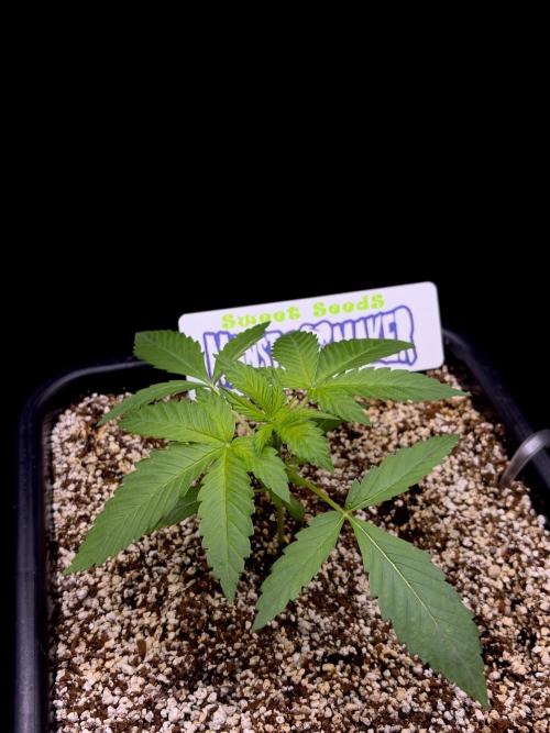 Bio-Hydro | AI+Grow | New Strains⁠ |. Week 2