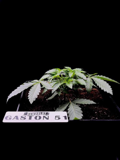 Gaston 51 #38/300 | Limited Edition. Week 3