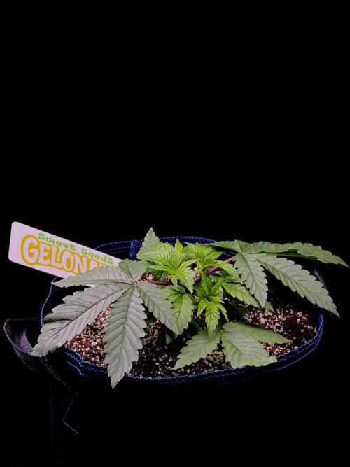 Bio-Hydro | AI+Grow | New Strains⁠ |. Week 3