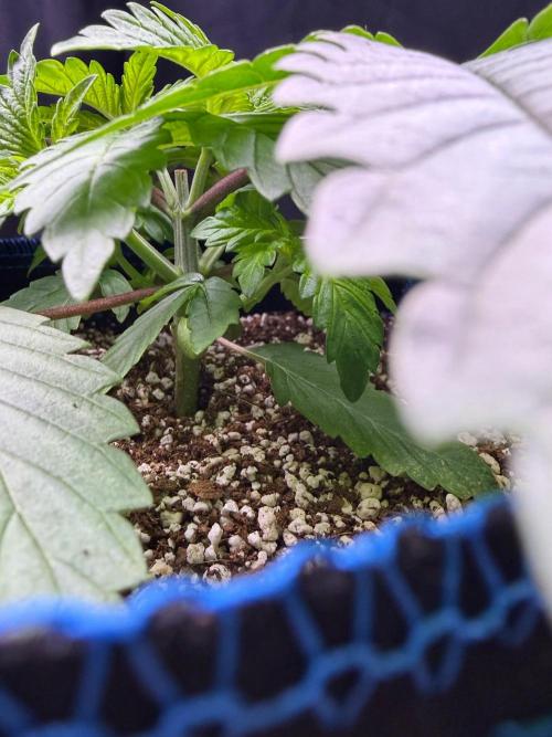 Bio-Hydro | AI+Grow | New Strains⁠ |. Week 3