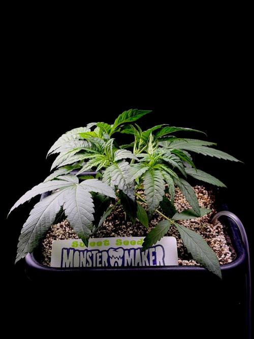 Bio-Hydro | AI+Grow | New Strains⁠ |. Week 3