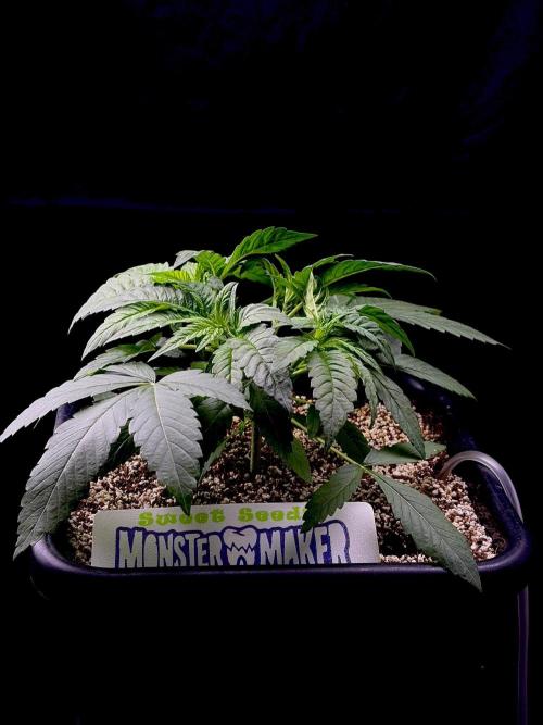 Bio-Hydro | AI+Grow | New Strains⁠ |. Week 3