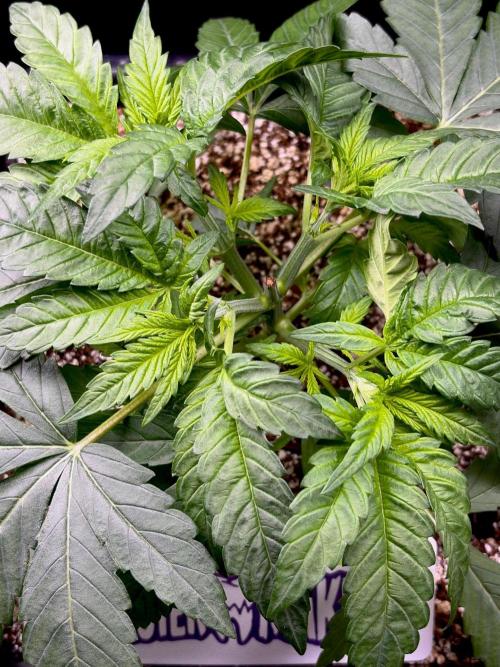Bio-Hydro | AI+Grow | New Strains⁠ |. Week 3
