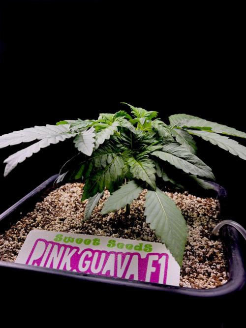 Bio-Hydro | AI+Grow | New Strains⁠ |. Week 3