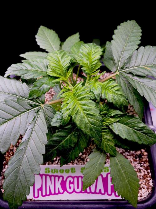 Bio-Hydro | AI+Grow | New Strains⁠ |. Week 3