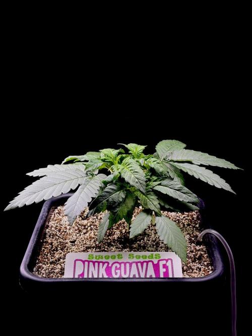 Bio-Hydro | AI+Grow | New Strains⁠ |. Week 3